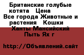 Британские голубые котята › Цена ­ 5 000 - Все города Животные и растения » Кошки   . Ханты-Мансийский,Пыть-Ях г.